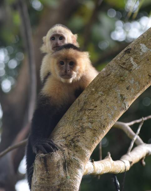 istock Costa Rica Capuchin Monkey Mom and Baby 11 2191403263