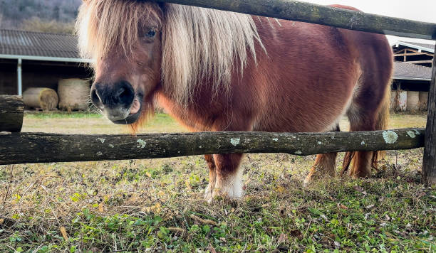 istock The Pony on the farm is eating grass. 2191404485