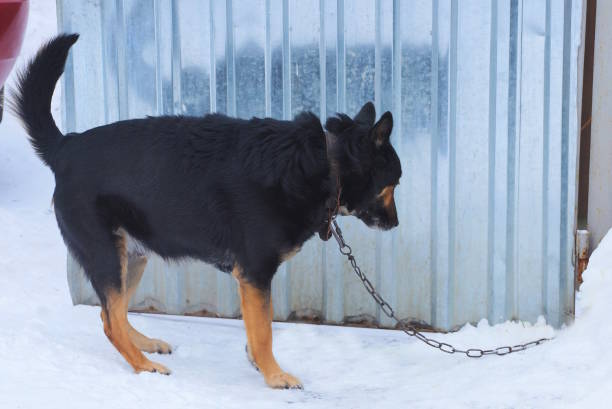 a one big black dog on an iron chain stands in white snow on a gray metal fence wall in the winter rural street