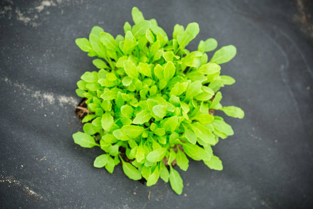 young sprouted arugula bush with several leaves growing out of the ground