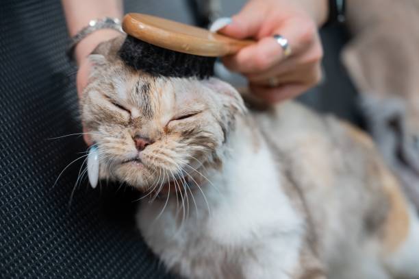 istock Grooming salon workers comb out a striped gray cat. 2191406731