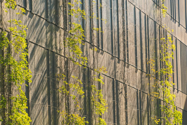Climbing green ivy on a modern building facade. Greenery in the city.