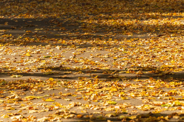 Fallen yellow leaves on the ground in a park on a sunny autumn day.