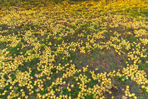 A field scattered with countless small, yellow apples lying on the ground, illuminated by warm sunlight.
