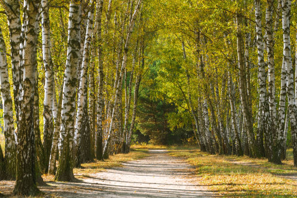 Path in birch forest. Sunny day. Fallen yellow leaves. Beautiful bright landscape. Natural background.