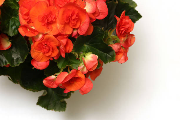 istock Orange Begonia isolated on a white background. 2191407661