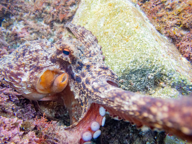 Common octopus in the rocks underwater - Cap de Creus marine reserve, Catalonia Common octopus hidden in a little cave. Mediterranean sea. coralline red algae photos stock pictures, royalty-free photos & images