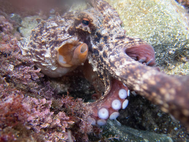 Common octopus in the rocks underwater - Cap de Creus marine reserve, Catalonia Common octopus hidden in a little cave. Mediterranean sea. coralline red algae photos stock pictures, royalty-free photos & images