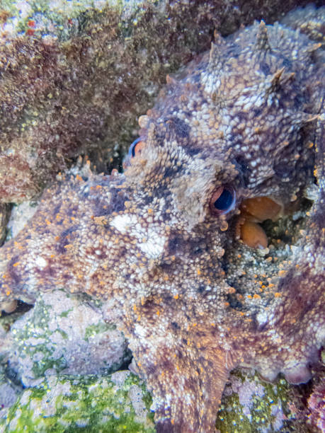 Common octopus in the rocks underwater - Cap de Creus marine reserve, Catalonia Common octopus hidden in a little cave. Mediterranean sea. coralline red algae photos stock pictures, royalty-free photos & images