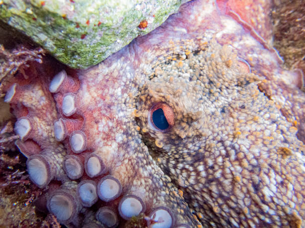 Common octopus in the rocks underwater - Cap de Creus marine reserve, Catalonia Common octopus hidden in a little cave. Mediterranean sea. coralline red algae photos stock pictures, royalty-free photos & images