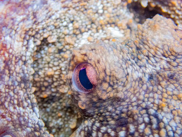 Common octopus in the rocks underwater - Cap de Creus marine reserve, Catalonia Common octopus hidden in a little cave. Mediterranean sea. coralline red algae photos stock pictures, royalty-free photos & images