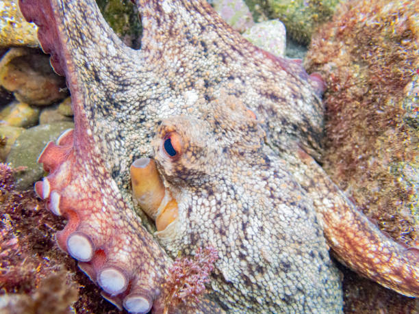 Common octopus in the rocks underwater - Cap de Creus marine reserve, Catalonia Common octopus hidden in a little cave. Mediterranean sea. coralline red algae photos stock pictures, royalty-free photos & images