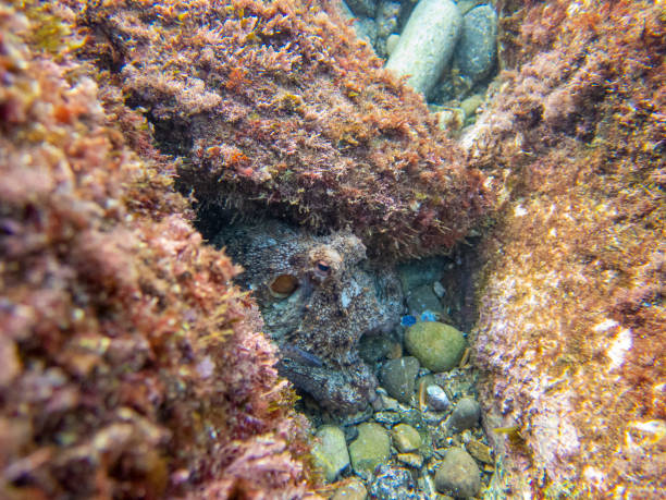 Common octopus in the rocks underwater - Cap de Creus marine reserve, Catalonia Common octopus hidden in a little cave. Mediterranean sea. coralline red algae photos stock pictures, royalty-free photos & images