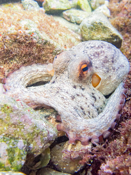 Common octopus in the rocks underwater - Cap de Creus marine reserve, Catalonia Common octopus hidden in a little cave. Mediterranean sea. coralline red algae photos stock pictures, royalty-free photos & images