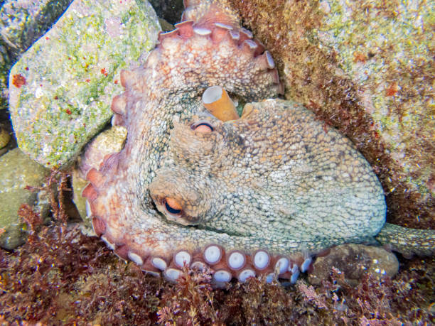 Common octopus in the rocks underwater - Cap de Creus marine reserve, Catalonia Common octopus hidden in a little cave. Mediterranean sea. coralline red algae photos stock pictures, royalty-free photos & images