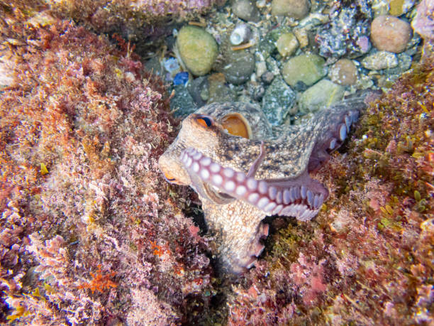 Common octopus in the rocks underwater - Cap de Creus marine reserve, Catalonia Common octopus hidden in a little cave. Mediterranean sea. coralline red algae photos stock pictures, royalty-free photos & images
