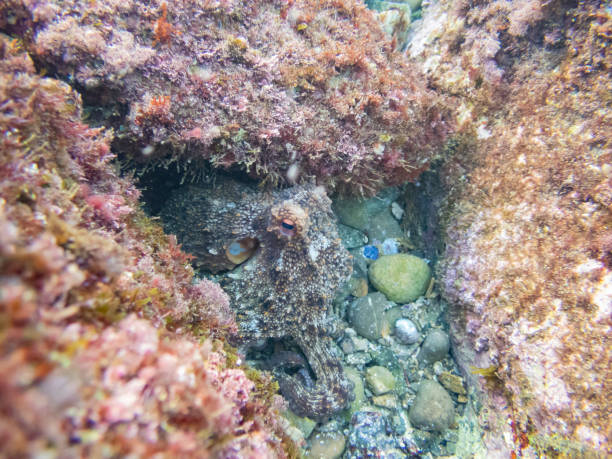 Common octopus in the rocks underwater - Cap de Creus marine reserve, Catalonia Common octopus hidden in a little cave. Mediterranean sea. coralline red algae photos stock pictures, royalty-free photos & images