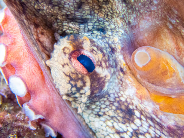 Common octopus in the rocks underwater - Cap de Creus marine reserve, Catalonia Common octopus hidden in a little cave. Mediterranean sea. coralline red algae photos stock pictures, royalty-free photos & images
