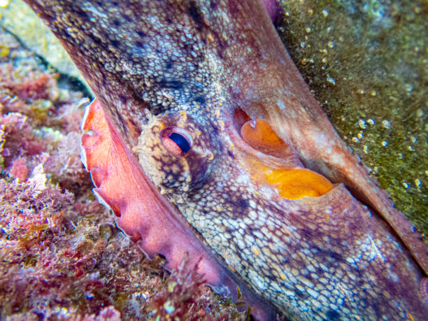 Common octopus in the rocks underwater - Cap de Creus marine reserve, Catalonia Common octopus hidden in a little cave. Mediterranean sea. coralline red algae photos stock pictures, royalty-free photos & images