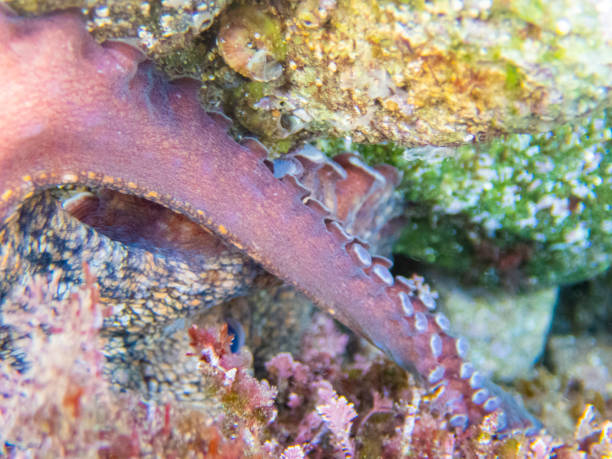 Common octopus in the rocks underwater - Cap de Creus marine reserve, Catalonia Common octopus hidden in a little cave. Mediterranean sea. coralline red algae photos stock pictures, royalty-free photos & images
