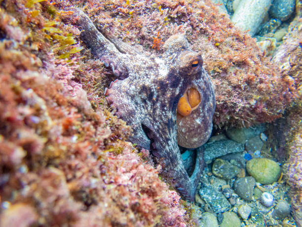 Common octopus in the rocks underwater - Cap de Creus marine reserve, Catalonia Common octopus hidden in a little cave. Mediterranean sea. coralline red algae photos stock pictures, royalty-free photos & images