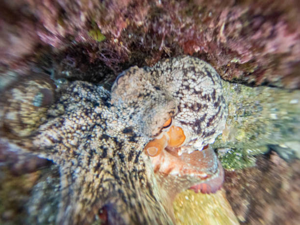 Common octopus in the rocks underwater - Cap de Creus marine reserve, Catalonia Common octopus hidden in a little cave. Mediterranean sea. coralline red algae photos stock pictures, royalty-free photos & images