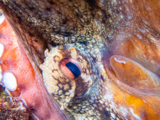 Common octopus in the rocks underwater - Cap de Creus marine reserve, Catalonia Common octopus hidden in a little cave. Mediterranean sea. coralline red algae photos stock pictures, royalty-free photos & images