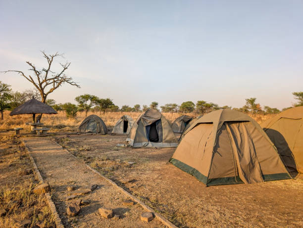 Camping tents clustered across serengeti grasslands, offering rustic accommodations amid vast wilderness, capturing authentic safari atmosphere with panoramic landscape views
