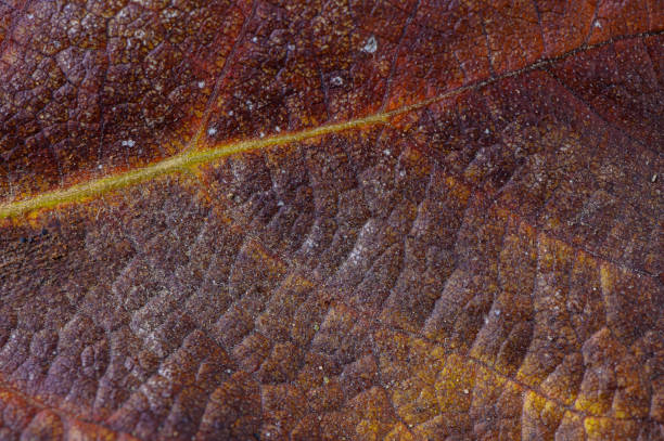 istock Captivating texture and color of an autumn leaf resting in natural light 2191409969