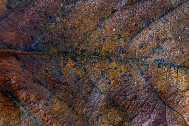 istock Nature whispered secrets revealed in the intricate patterns of a fallen leaf 2191409975