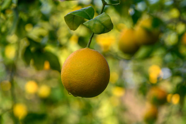 istock Fresh orange hanging from a vibrant tree amidst a sunny orchard in afternoon light 2191409993