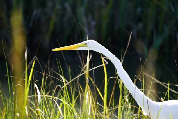 istock Close-up of Egret Walking in Marsh 2191410144