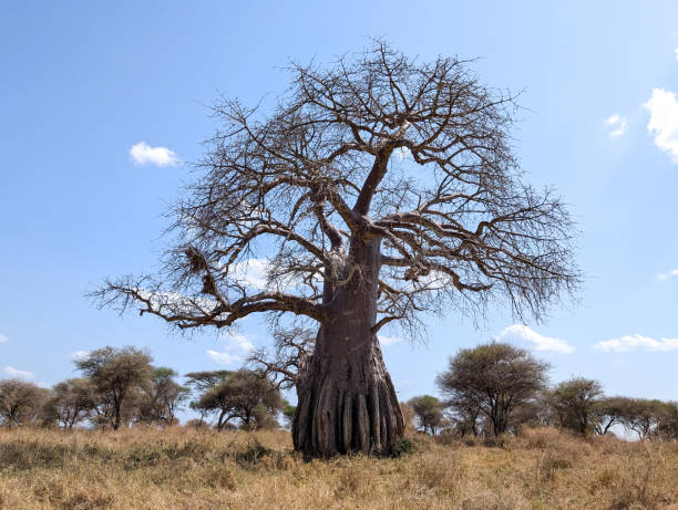 istock Massive baobab rising from golden savanna grasslands, symbolizing endurance in tarangire national park, tanzania, with dramatic landscape surrounding weathered trunk 2191410159