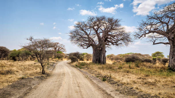 istock Dirt road traversing tarangire national park, winding past towering baobab trees and sparse savanna landscape under expansive blue sky in tanzania 2191410161