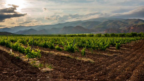 istock Mountain vineyards in La Rioja in September 2191411861