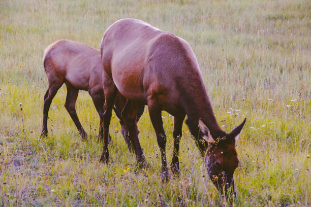 The photo shows two deers in Canada’s wilderness.