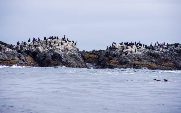 istock Animals in Canada in the Wild 2191413534