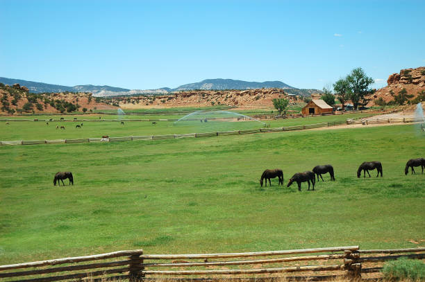 horses in pasture farm in mountain grassland
