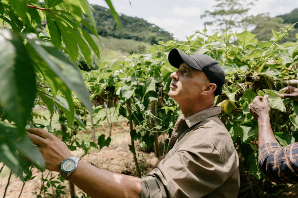 istock Agronomist examining small plantation 2191414622