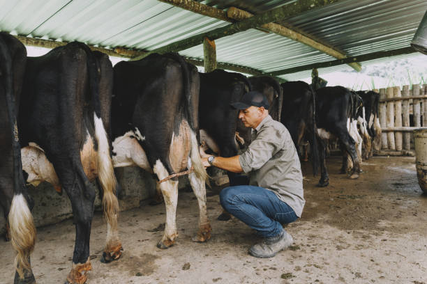 istock Farmer milking cow in corral 2191414626