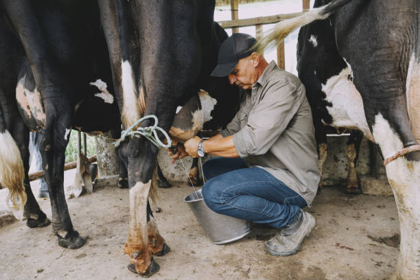 istock Farmer tying a cow for milking 2191414634