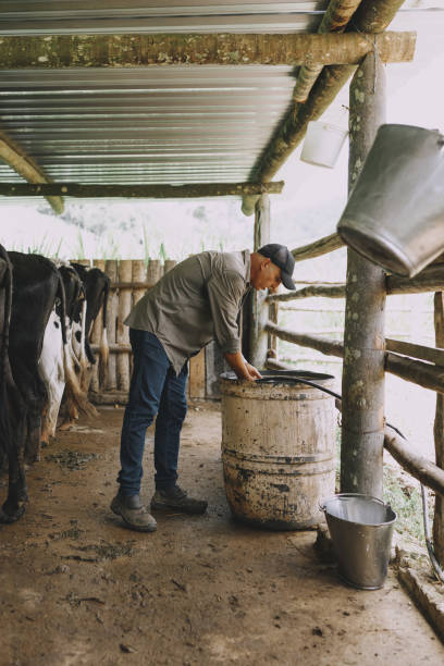 Dairy farmer in the corral