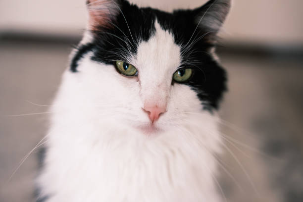 A domestic cat poses for a close-up portrait