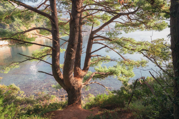 Lush green pine tree stands tall on a cliff, its branches reaching out over a serene bay, bathed in the warm glow of morning sunlight