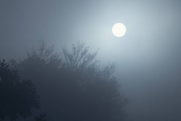 Sun shining over misty forest creating a mysterious atmosphere