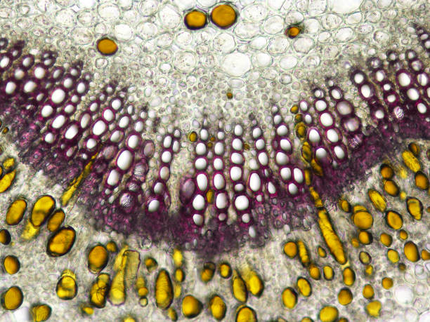 istock Micrograph of Fadogia leaf anatomy in cross-section 2191417128