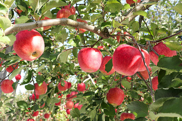 istock Japanese apple plants in Aomori prefecture 2191419641
