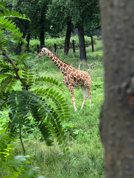 istock A day at Henry Doorly Zoo 2191422293