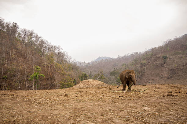 The foreground is a flat, light brownish-tan area, likely cleared land, covered in scattered dried plant debris, twigs, and small clumps of dirt. A elephant is visible in the mid-ground, walking from left to right, and feeding on some low-lying vegetation. Its coloring is a muted brownish-gray. The background extends up a hillside with more of the same light tan/brown vegetation cover. The light suggests an overcast or diffused daylight condition. The overall color palette is muted browns and tans.