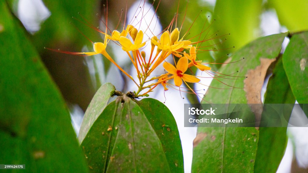 Saraca asoca (ashoka tree, Pohon asoka) tree. In traditional Buddhist ceremonies, the Ashoka flower is always present to provide beauty and is a symbol of hope. - Royalty-free Alternatif Tıp Stok görsel Saraca asoca (ashoka tree, Pohon asoka) tree. In traditional Buddhist ceremonies, the Ashoka flower is always present to provide beauty and is a symbol of hope. - Royalty-free Alternatif Tıp Stok görsel